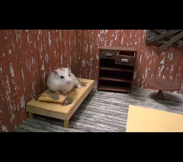 4.3K views · 63 reactions | #HamsterEscape #HomuraHam #HamsterMaze...