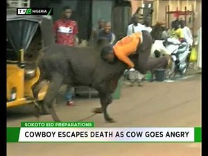 Cowboy escapes death as cow goes angry