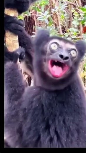 Animal sounds lemur🔥 animal sounds peacock what animals actually sound like👈👈