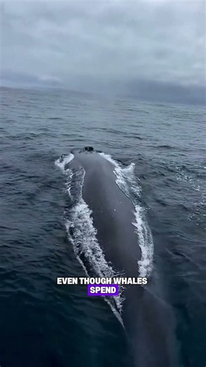 Did you know that whales are actually mammals?