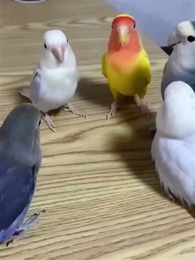 Plotting their next step