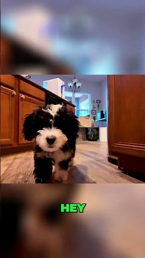 Frozen Puppy Teething Toys (4 Pack) Review | Pacifier Hit | Reviews Unscripted