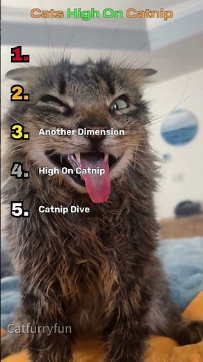 TOP 5 Cats High On Catnip 😂🐱