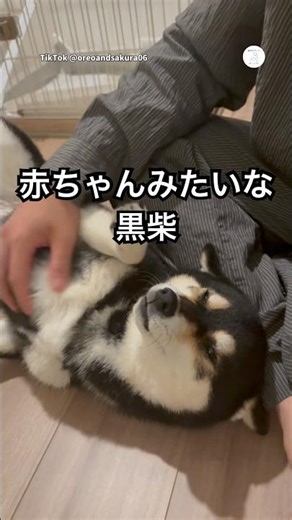A Shiba Inu that looks like a baby is overjoyed when its owner comes home. #ShibaInu #BlackShiba ...