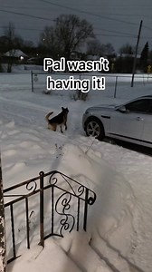 178K views · 11K reactions | Pal was in protection mode! #mikelalicich #mybestfriend #ballislife #germanshepherd #liveyourbestlife | Mike W Lalicich | Facebook