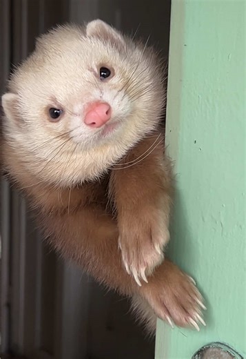Controversial Neighbour: Figlet's Ferret Drama