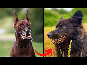 I'm A Big Kid Now | Animal Transformation
