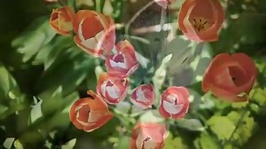 Nature_Video_30_Seconds_