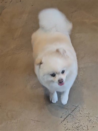 I hate the groomer! But damn i look good😃 #fyppppppppppppppppppppppp #pet #pomeranian #funny #cute