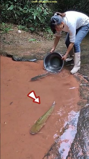 Rainy Day Fish Catching Fun #shorts