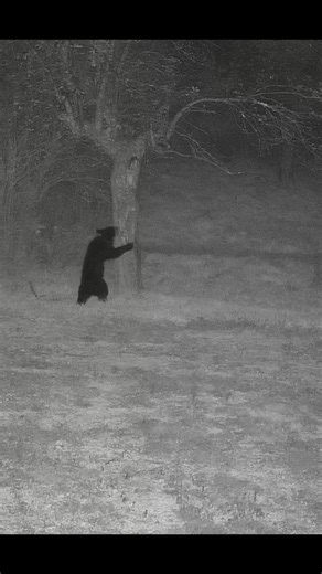 A Black Bear visited the field last night on the PA Elk Live Cam. He/She was looking for apples but had to settle for grass. Watch full highlight clip: https://hdontap.com/stream/228253/pennsylvania-elk-live-webcam/clip/pv6swo4S/ Watch PA Elk Cam Live: https://hdontap.com/stream/228253/pennsylvania-elk-live-webcam/ #bear #blackbear #pagamecommission #Pennsylvania #livestreaming #wildlife | HDOnTap