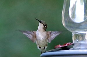 Hummingbirds are making their migration to Mass. Here’s when you could see them