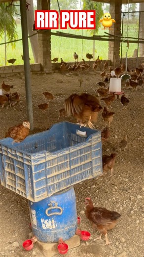 #poultryfarm #chicken #farm #chicks #agriculture #animals #shorts #youtubeshorts #viralchicks