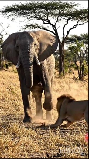 🦁 lion vs elephant 🐘🐘