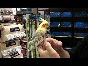 Top 5 Friendly Bird Species That Are Adoreable Pets