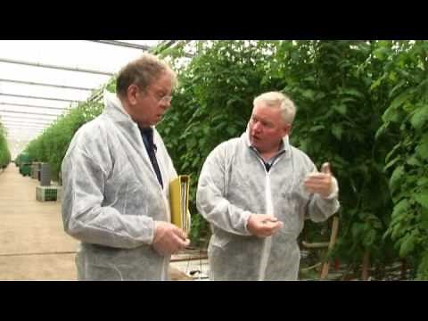 Linear programming: tomato farmer (1/3) METAL film 4.04a