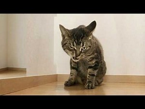 When You Live With a Bad Cat, It’s Never Peaceful 😲