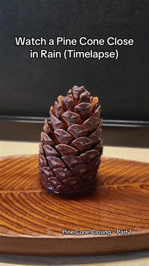 The Amazing Transformation of Pine Cones in Rain