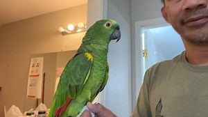 11K views · 846 reactions | Here's Pancho going for a little tour and seeing how some of the other birds are doing. Pancho is an amazon parrot looking for a loving home. Have room for Pancho in your life? Check out our adoption policies on greyhavenbirds.com Adopt, don't shop. | Greyhaven Exotic Bird Sanctuary | Facebook