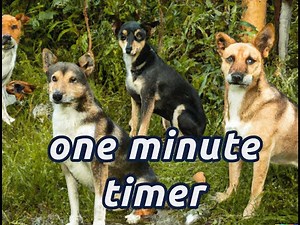 60 dogs in 60 seconds - Countdown timer with barking dogs alarm
