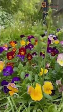 🎓 Study in New Zealand with University of Waikato 🇳🇿