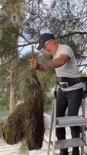Queen Bee Trick 🐝 | Smart Honeybee Rescue