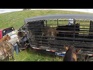 26 Brahma cows
