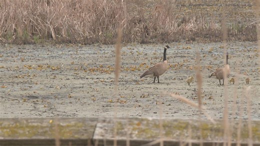 These Windsor, Ont., researchers are tracking the movement of avian flu through water samples