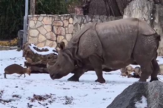 Tiny Deer Tries to 'Show Who's Boss' While Sparring with Massive 1.7-Ton Rhino in Wild Video