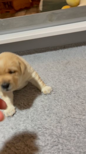 Aimee Heath on Instagram: "@stewietheyellow baby Stewie 🥹 #puppies #cutepuppies #blacklab #yellowlab #chocolatelab #adorable #naturallyreared #rawfed #englishlabs #dogs #dogsofinsta #talesofalab #worldoflabs ##ilovedogs #dogsrule #feedrealfood #healthydogs"
