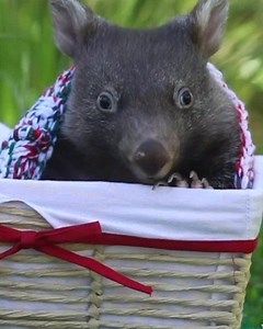 343K views · 461 reactions | A mama wombat was hit by a car and didn't survive. But the baby in her pouch did.  | Humankind | Facebook