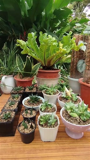 10K views · 36 reactions | Watering tips| Aloe's and Haworthia plants Mamalyn's Garden #aloes #haworthia#wateringplants #water #homegarden #backyardgarden #mamalynsgarden #HomeGardening | Mamalyn's Garden | Facebook