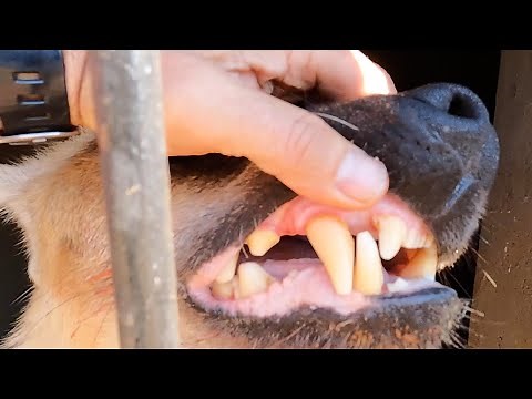 Spotted Hyenas Feeding Frenzy | The Lion Whisperer