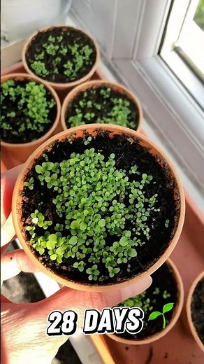 How to grow lobelia from seeds part 1. #lobelia #fromseed #inmygarden #gardendiary #growflowers