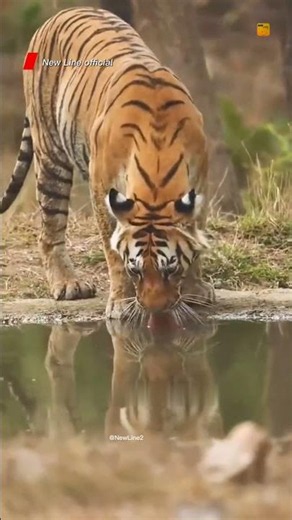 How Siberian Tigers Survive Extreme Winter