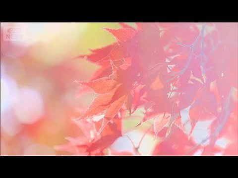 100本のカエデに色とりどりの“秋のバラ”も 東京「神代植物公園」の紅葉が見頃(2025年12月6日)