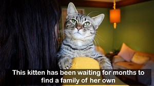 Hope is running out of hope :( Time and time again, this kitten has been the only one left when all others have been adopted, and it’s all because of a pelvic injury that left her unable to go to the bathroom on her own - we haven’t been able to find anyone willing to help her go potty a few times a day, even though it’s a quick and easy process. Besides her potty problem, she is litter-ally the perfect cat - adorable, healthy, playful, cuddly, and loves other animals. Help us find that special 