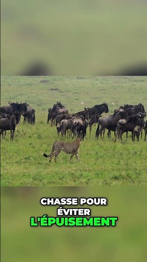 Le Guépard: Vitesse et Survie du Prédateur le Plus Rapide #Guépard #Prédateur #Vitesse #Endurance