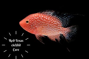 Red Texas Cichlid Care, Tank Preparation, Breeding & Tank Mates