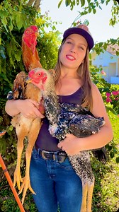 7.8K reactions · 192 shares | Dois gigantes do criatório #galinhas #galos #aves #galinha #pintinhos | Criatorio.luisepatricia | Facebook