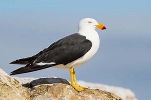 Pacific gull - Alchetron, The Free Social Encyclopedia