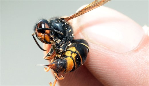 Beekeepers warn that Asian hornets could 'wreak havoc'