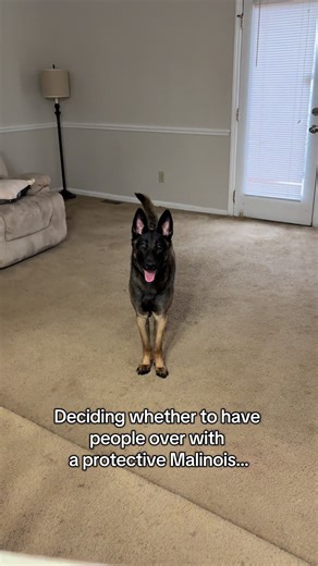 Managing Social Gatherings with a Protective Malinois