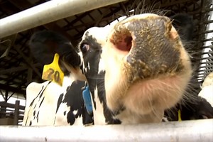 Virtual Dairy Farm Tour: The United Dairy Industry of Michigan