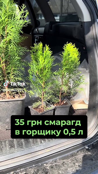 Для замовлення пишіть в особисті повідомлення або в групу тг (в описі профілю) #смарагди #туясмарагд #смарагд #живопліт #живийпаркан #зеленийзабор #озеленення #туї #дешевіціни