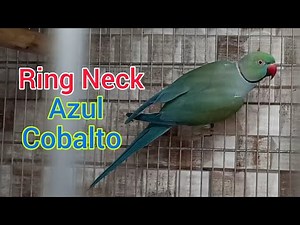 Ring Neck Cobalto Turquesa. Parrot Ring Neck Blue Cobalt