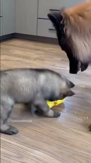 Intelligent Belgian Shepherd Works for Corn! Training Reward