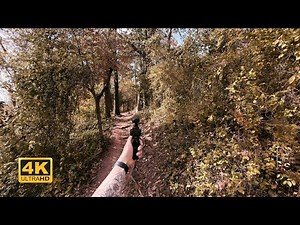 Forest Walk in 4K | Calming Nature Sounds for Relaxation, Meditation, Focus & Deep Sleep