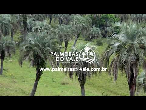 Butiá (Butia capitata) - Palmeiras do Vale - Vendas