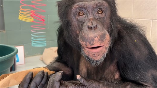 Transitions are hard for chimpanzees but George is making great strides. It’s like we're getting to meet a new George every day. He’s funny, confident, and playful. He’s a very gentle groomer. And his food puzzle skills are…going to need some work. But we’ve got plenty of time for that! As he finishes up his quarantine period, the sanctuary staff are preparing to slowly and cautiously introduce him to other parts of the sanctuary and, eventually, other chimpanzees. | Chimpanzee Sanctuary Northwe